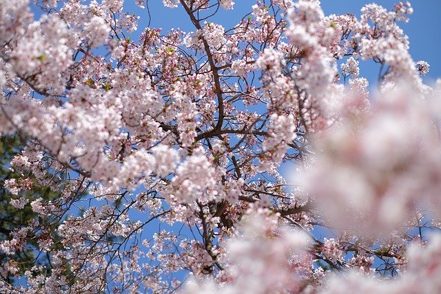 sakura jepang