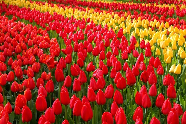 keukenhof garden