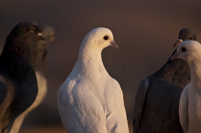 Pigeon valley Cappadocia