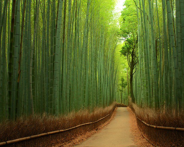 Hutan Bambu Arashiyama