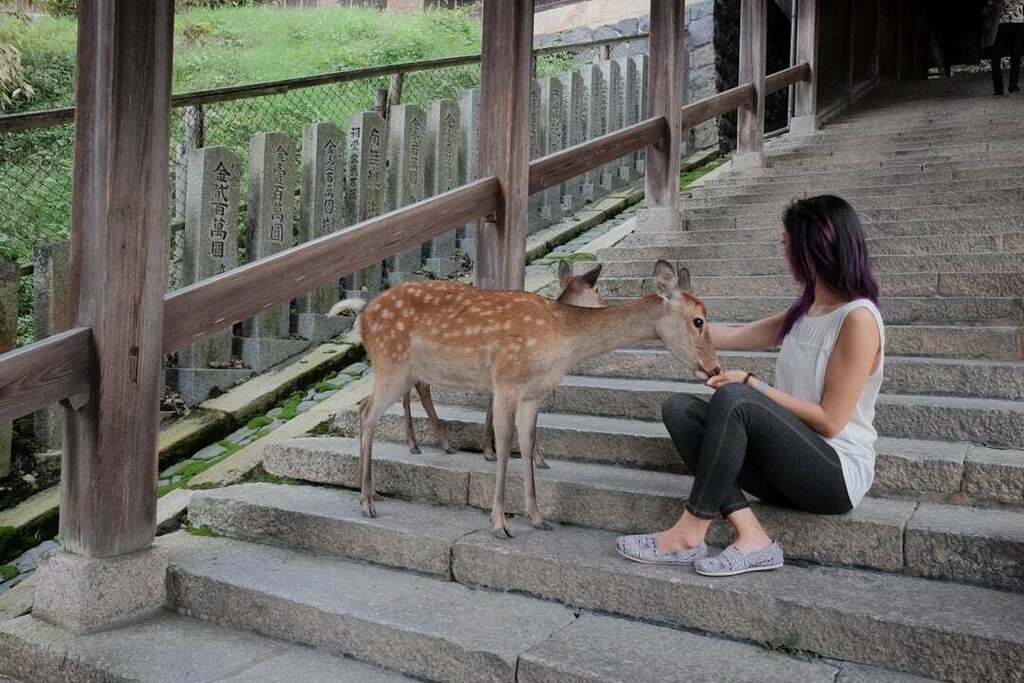 kota nara jepang