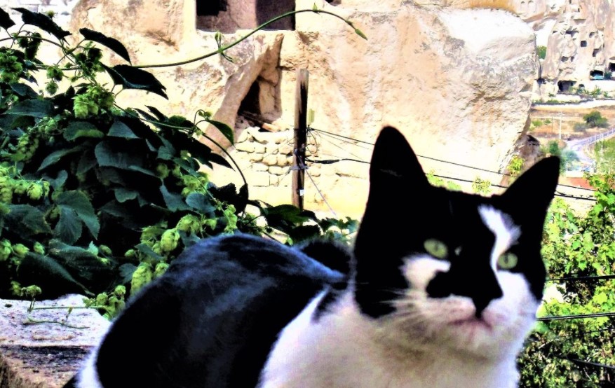 kucing di cappadocia