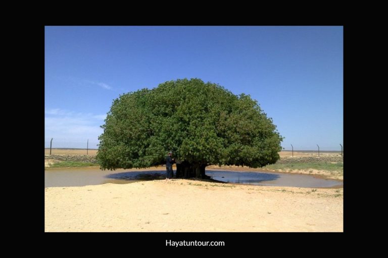 Pohon Sahabi Menjadi Pohon yang Berjasa Bagi Nabi