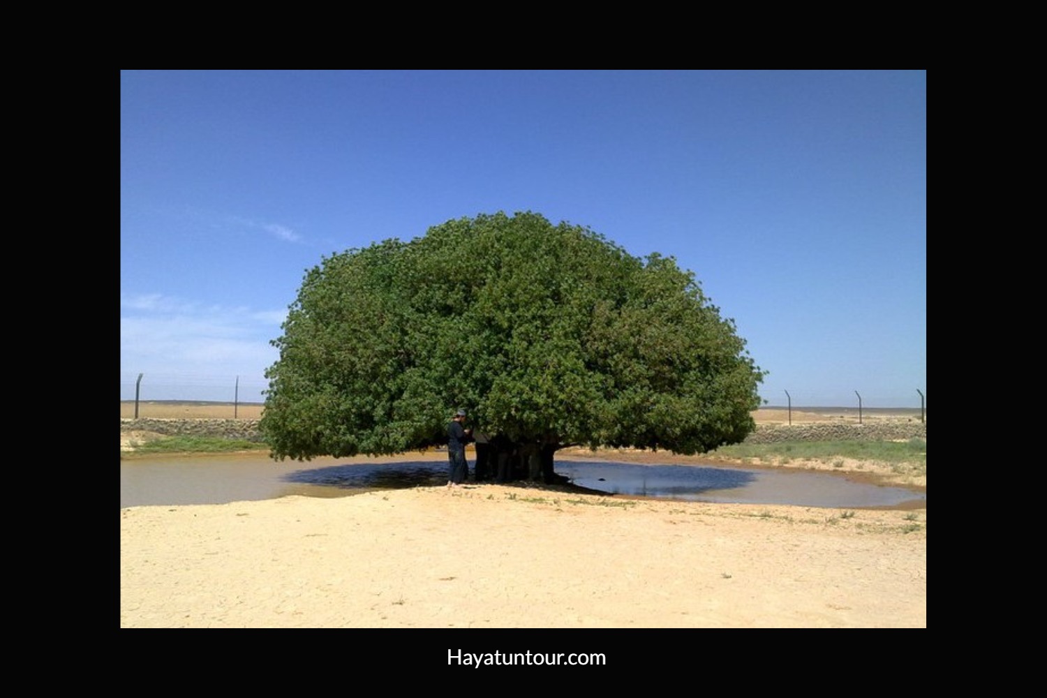 pohon sahabi