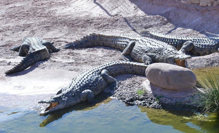 Agadir Crocodile Park