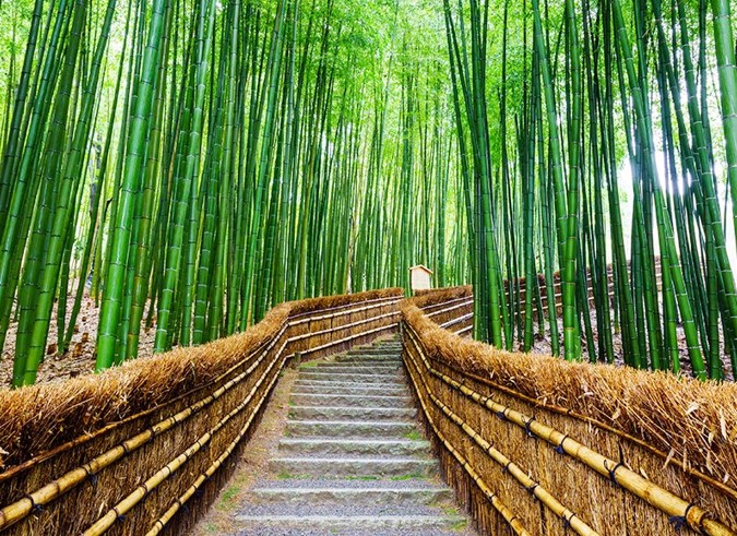 Kebun bamboo arashiyama