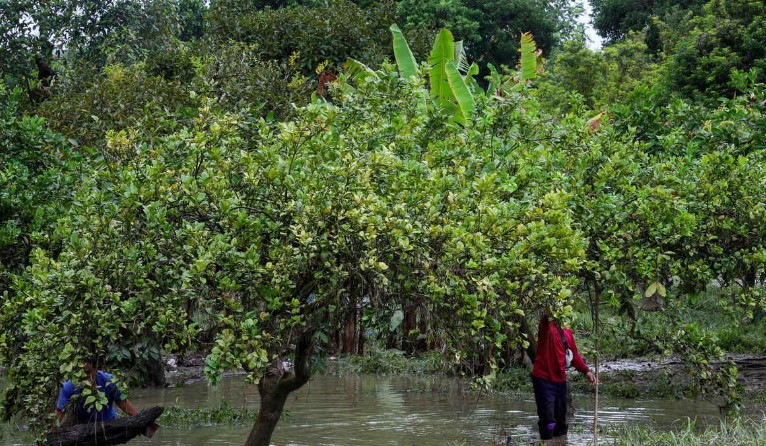 Desaru Fruit Farm