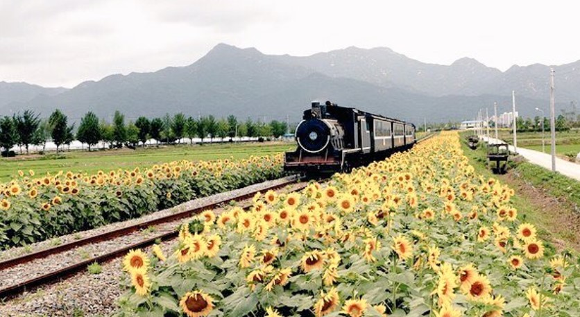 Seomjin River Train Village