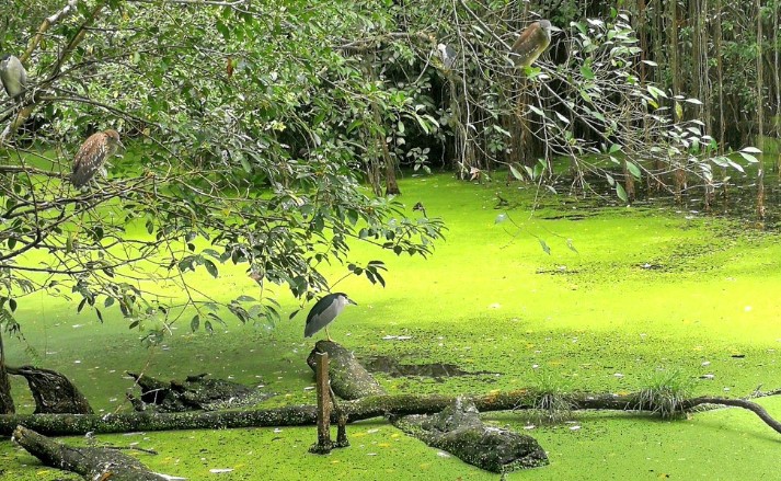 Taiping Zoo