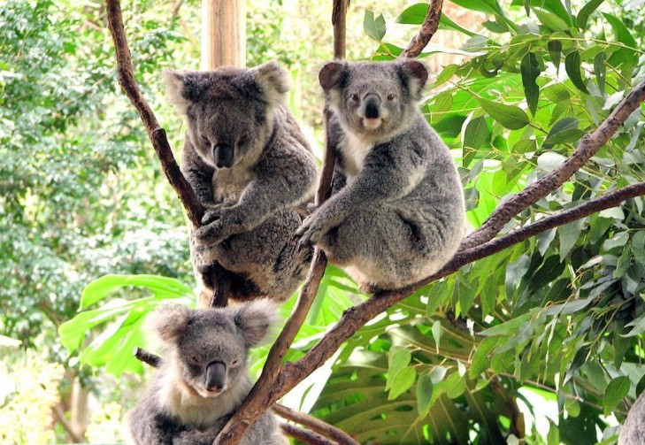Koala park